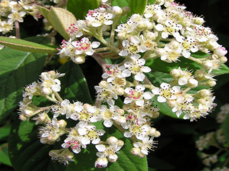 Кизильник млечный