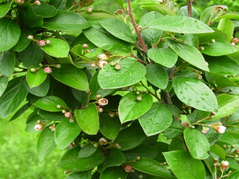 Кизильник блестящий