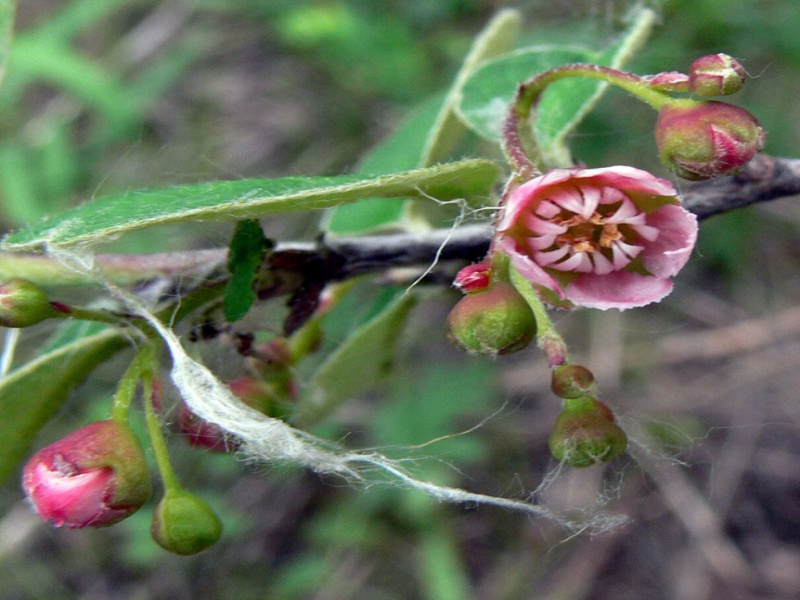 Кизильник черноплодный