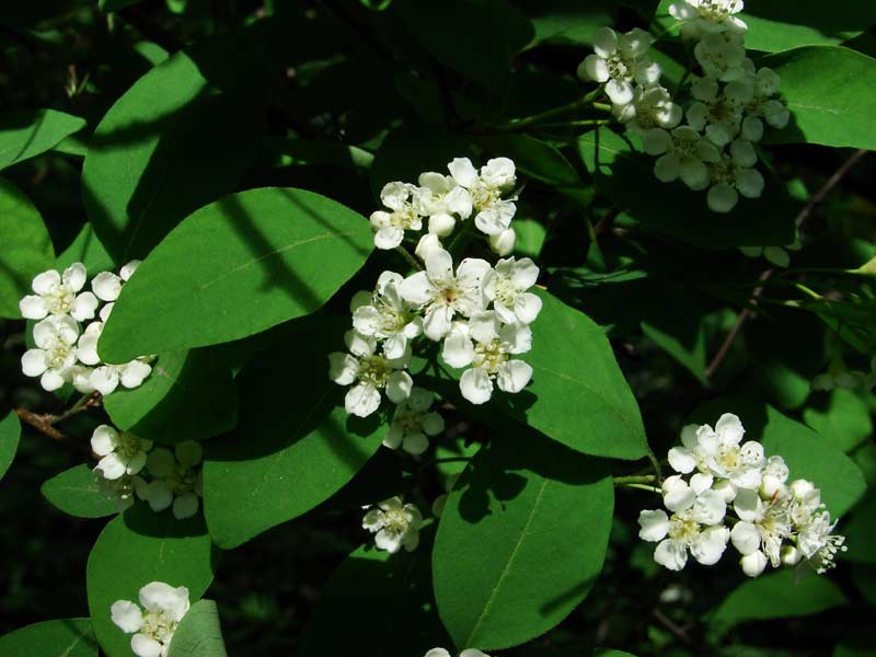 Кизильник многоцветковый