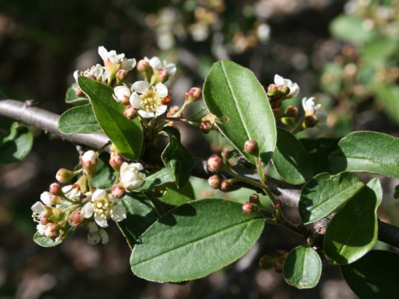 Кизильник кистецветный