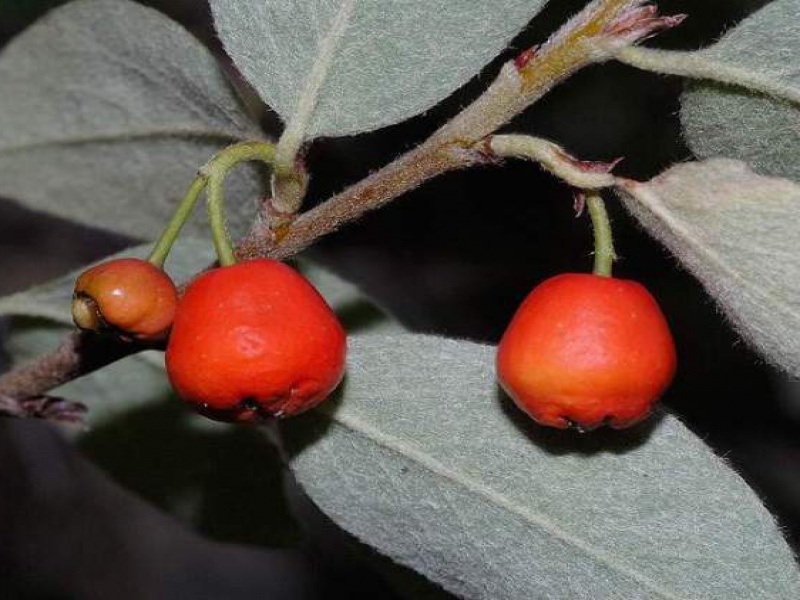 Кизильник одноцветковый