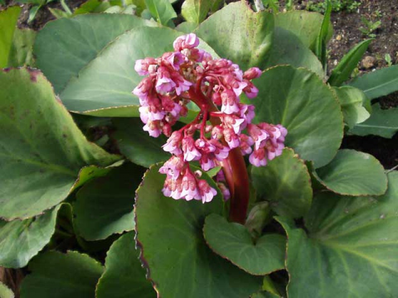 Бадан толстолистый