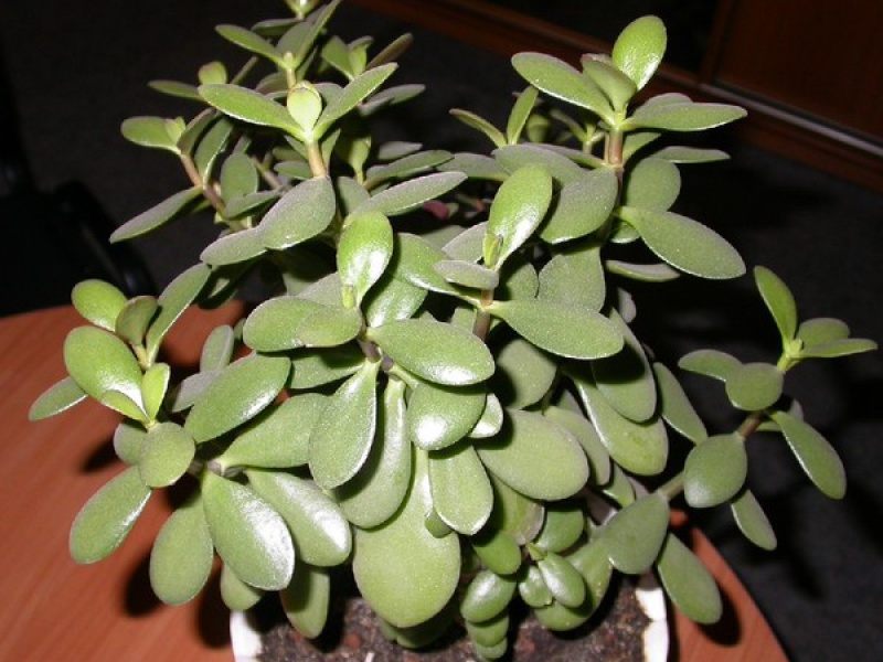 Крассула или Денежное дерево