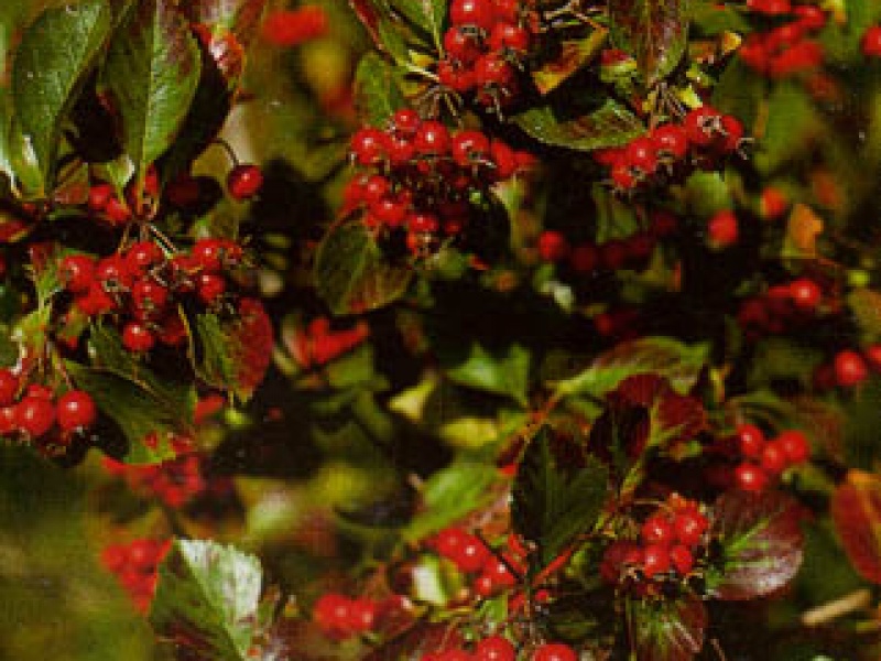 Bright-red hawthorn