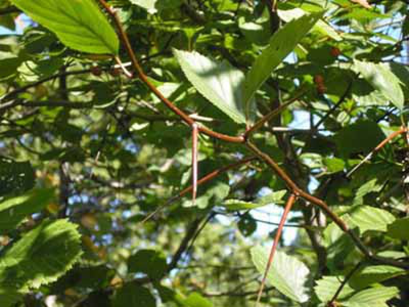 Боярышник петушиный