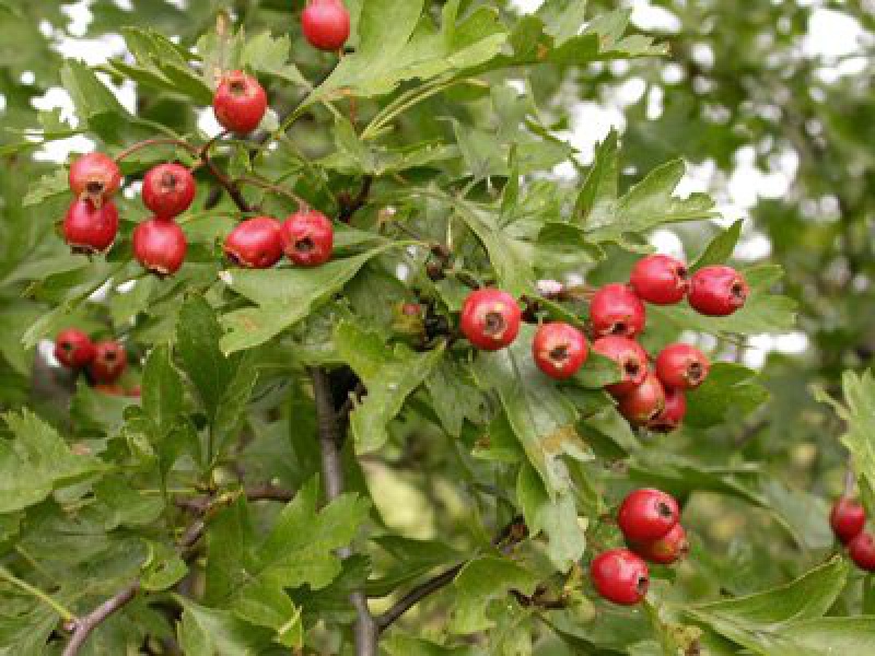 Боярышник колючий