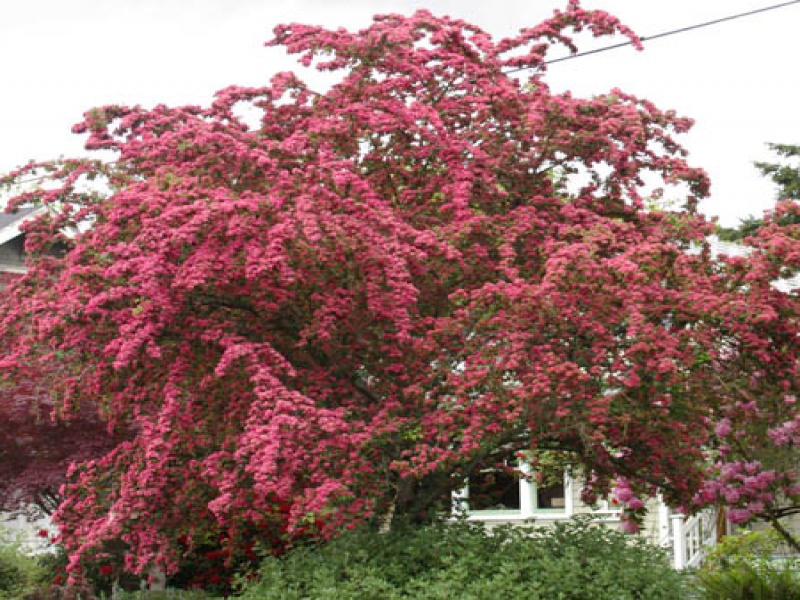 Боярышник колючий «Пауль Скарлет»
