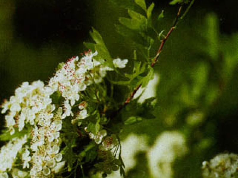 Monostylous white hawthorn