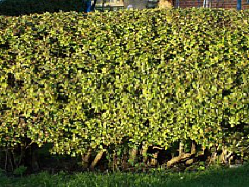 Боярышник однопестичный «Стрикта»