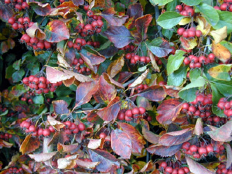 Боярышник сливолистный