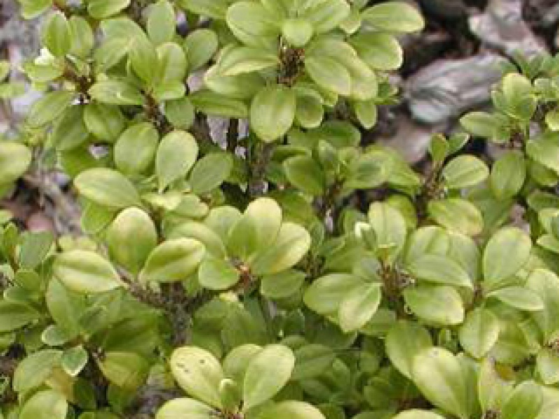 Dwarf Japanese holly