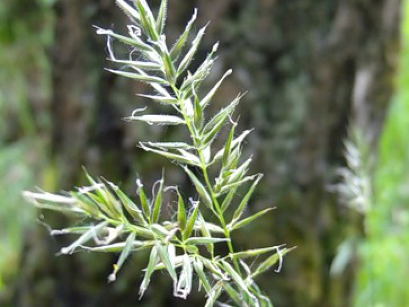 Гребенник гребенчатый