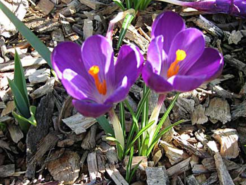 Шафран или Крокус