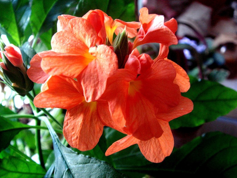 Кроссандра