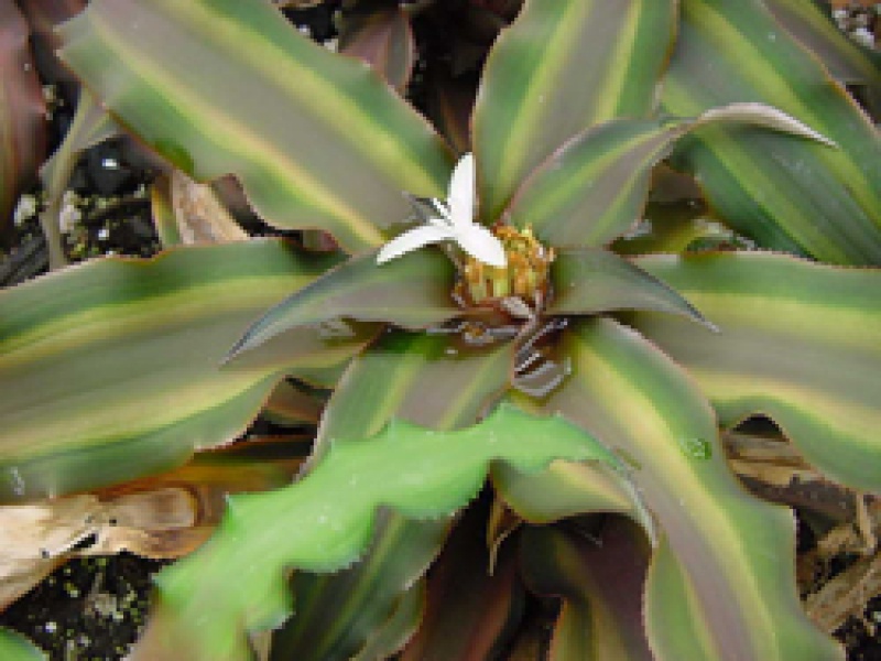 Криптантус