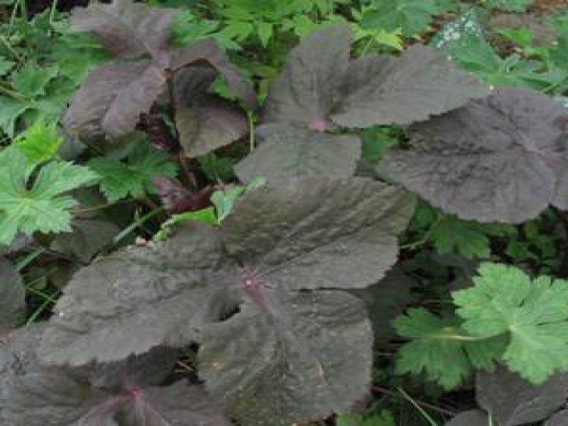 Криптотения японская