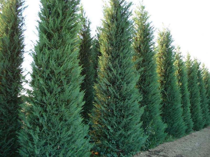 Кипарисовик Лейланда