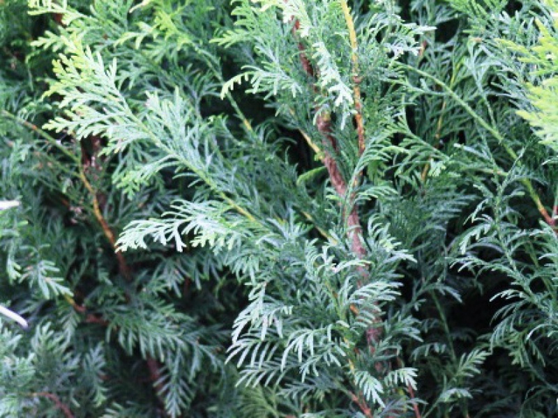 Кипарисовик Лейланда «Блу Джинс»