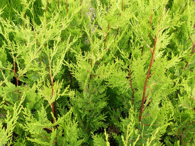 Кипарисовик Лейланда «Эскалибур Голд»