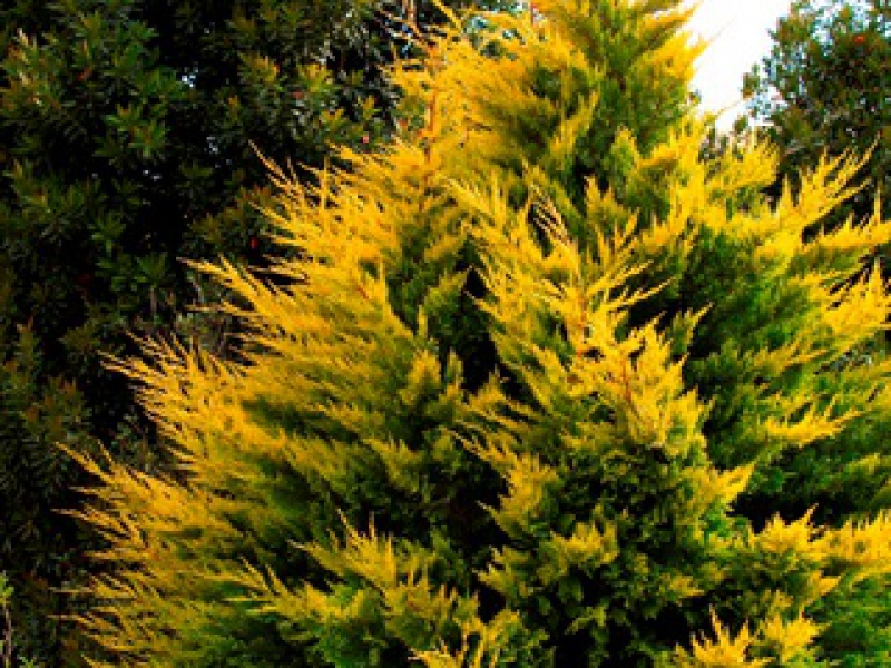 Кипарисовик Лейланда «Голд Райдер»