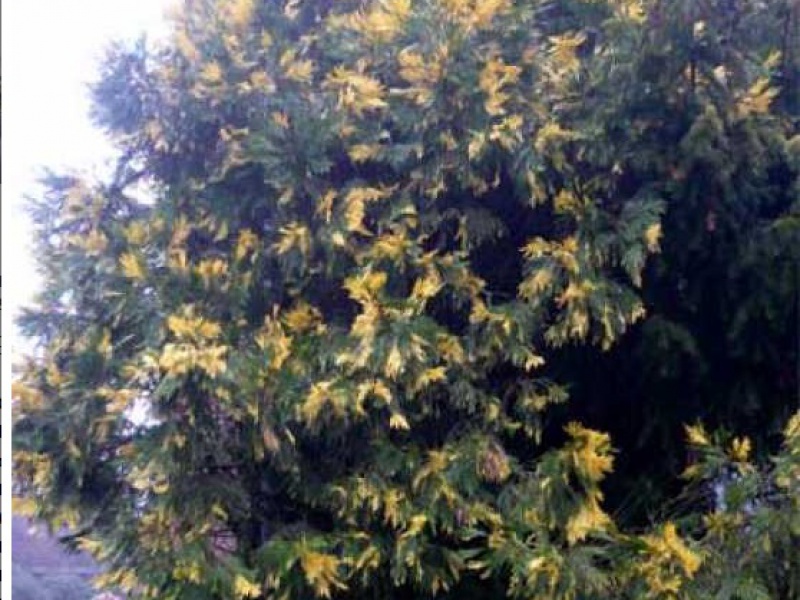 Кипарисовик Лейланда «Вариегата»