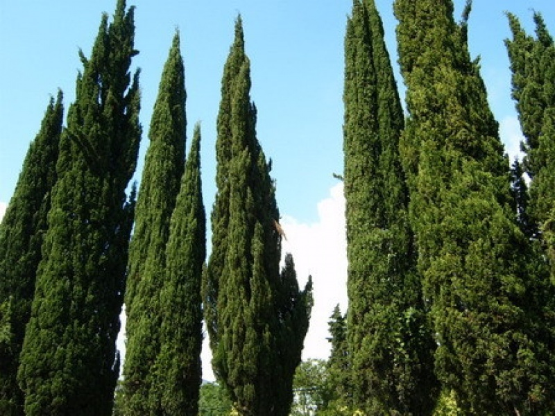 Кипарис