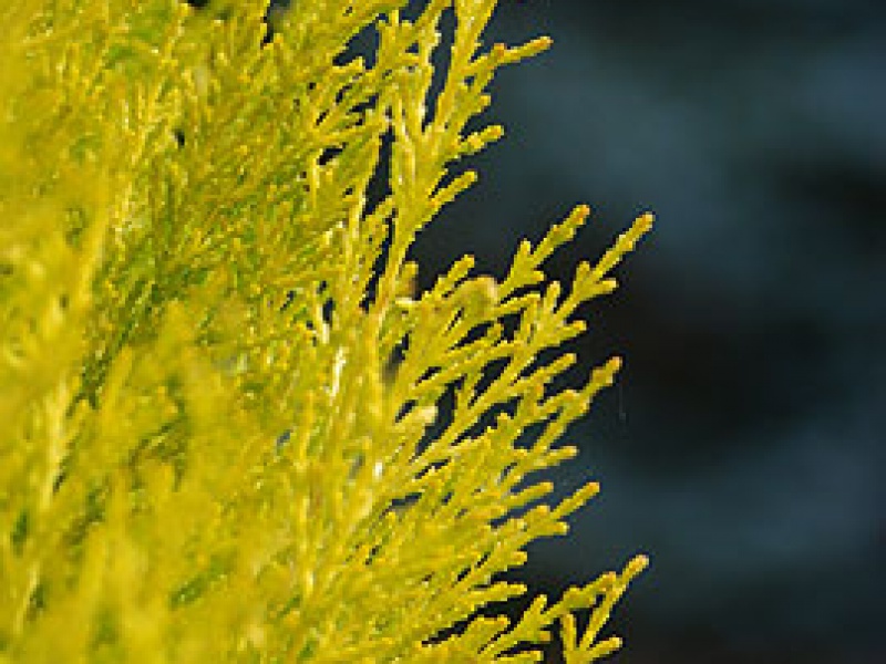 Купрессус макрокарпа "Голдкрест Вилма"