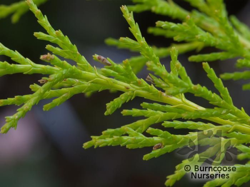 Кипарис крупноплодный