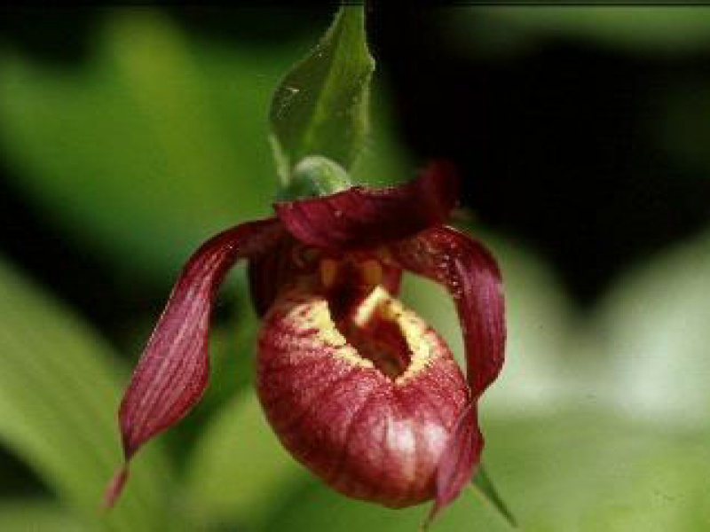 Башмачок Венерин