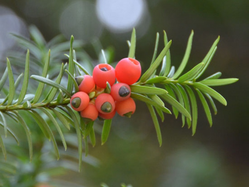 Тис остроконечный