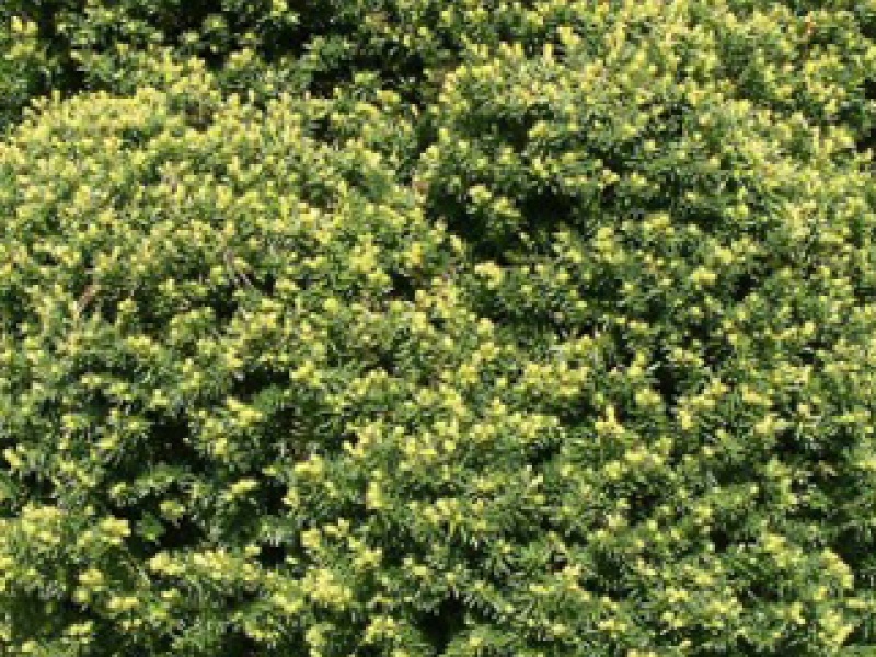 Japanese dwarf yew
