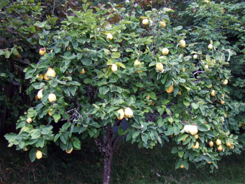 Айва обыкновенная