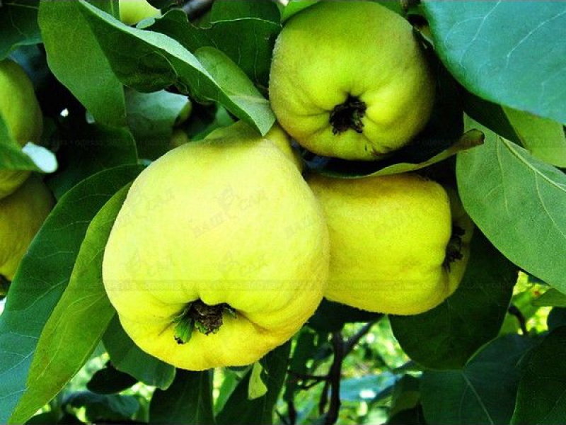 Айва яблочная