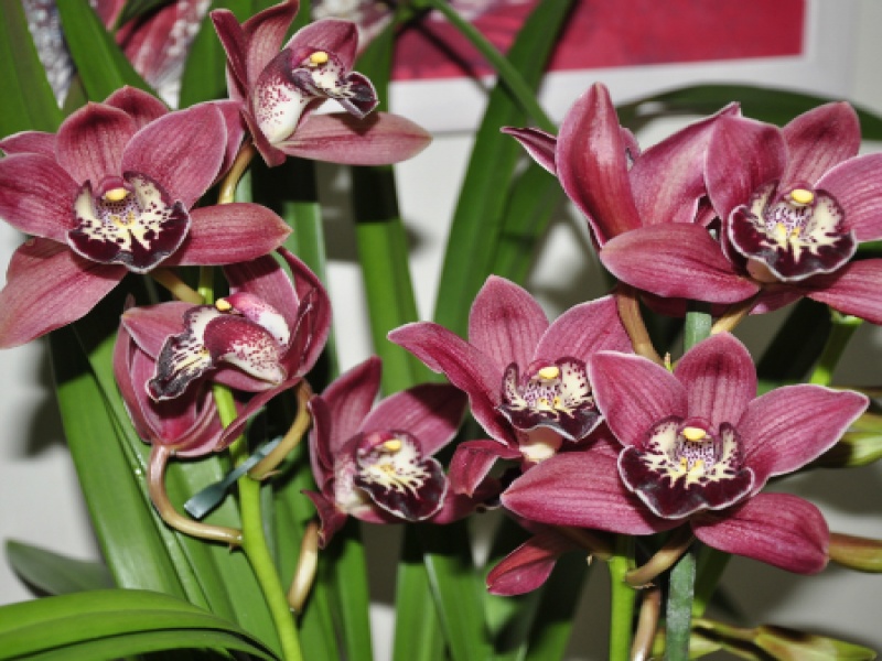 Орхидея цимбидиум