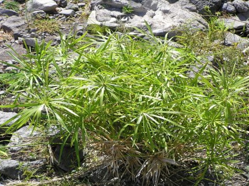 Ситовник (Cyperus)