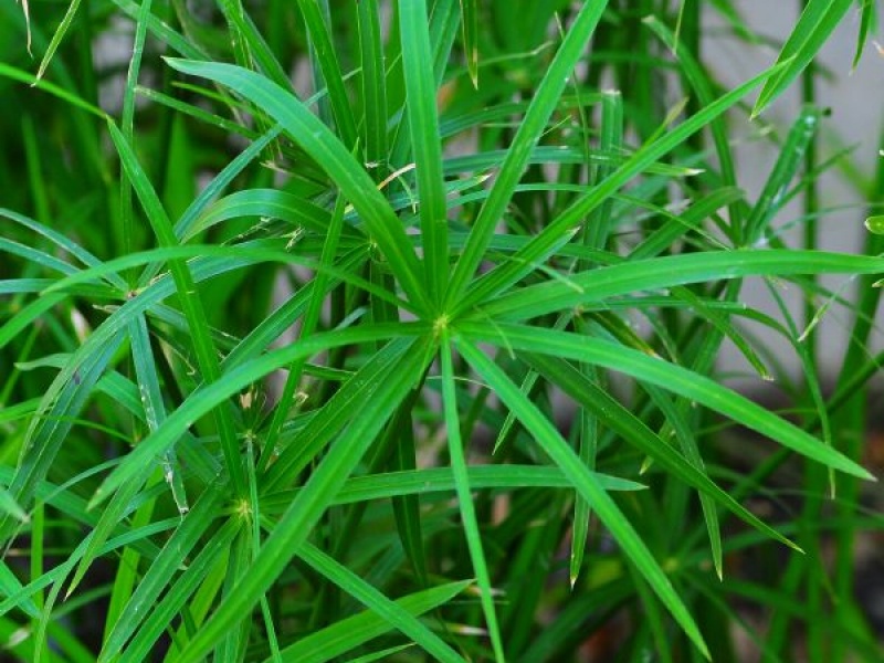 Ситовник очереднолистный