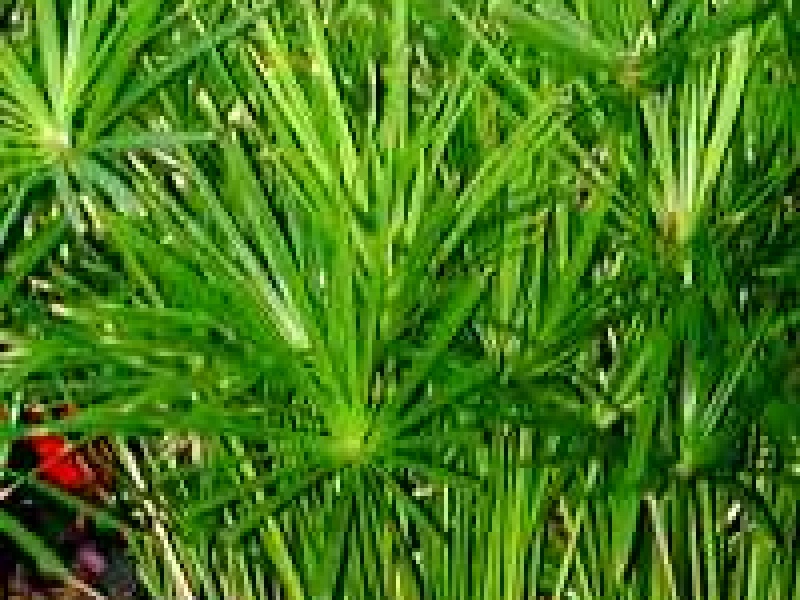 Ситовник папирус