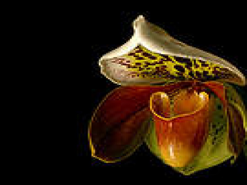 Венерин башмачок