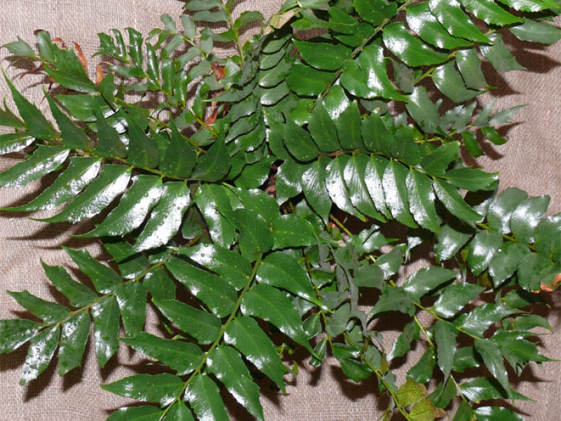 Циртомиум серповидный