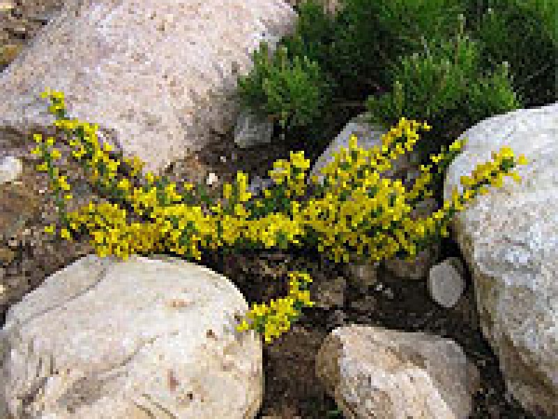 Ракитник скученный