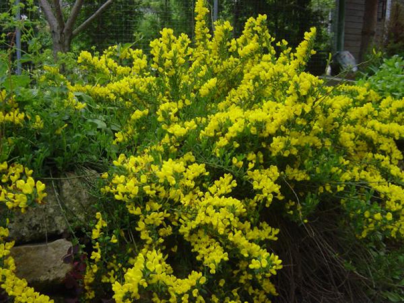 Ракитник стелющийся