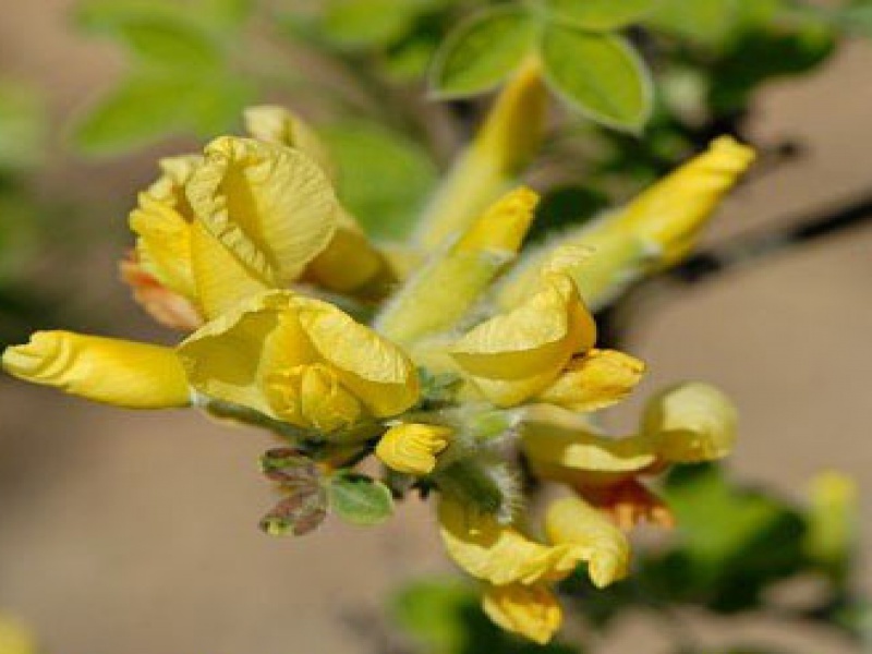 Ракитник продолговатый