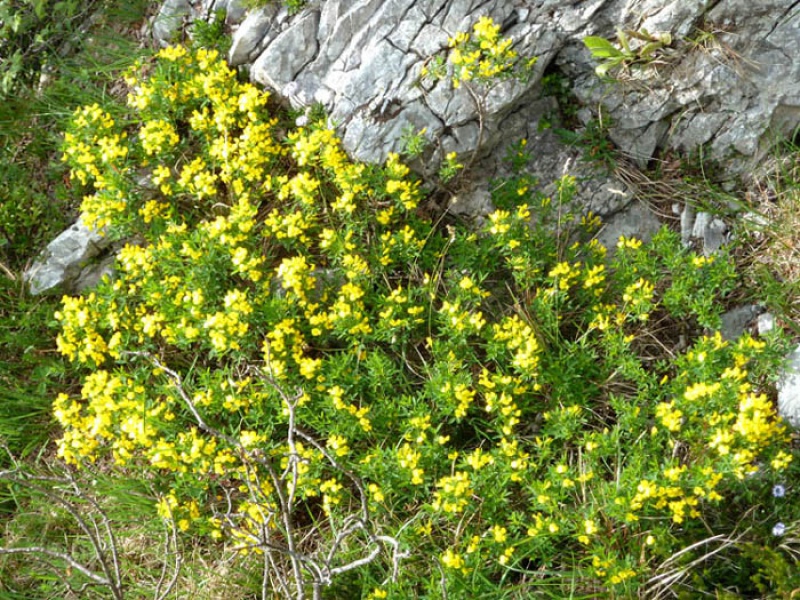 Ракитник выступающецветковый