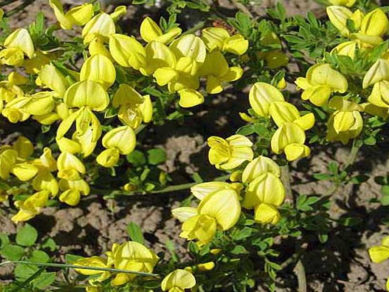 Ракитник кьюсский