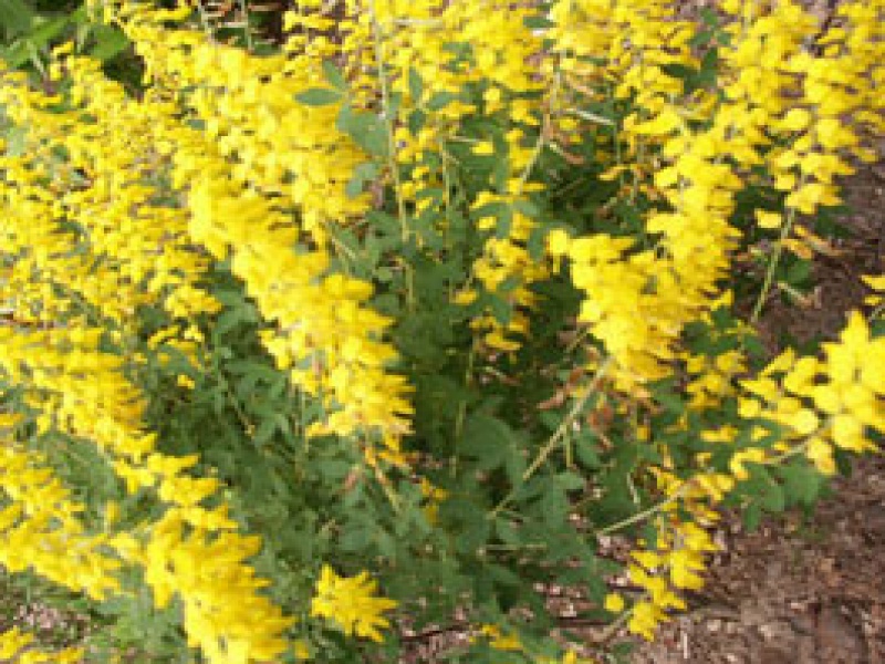 Ракитник чернеющий