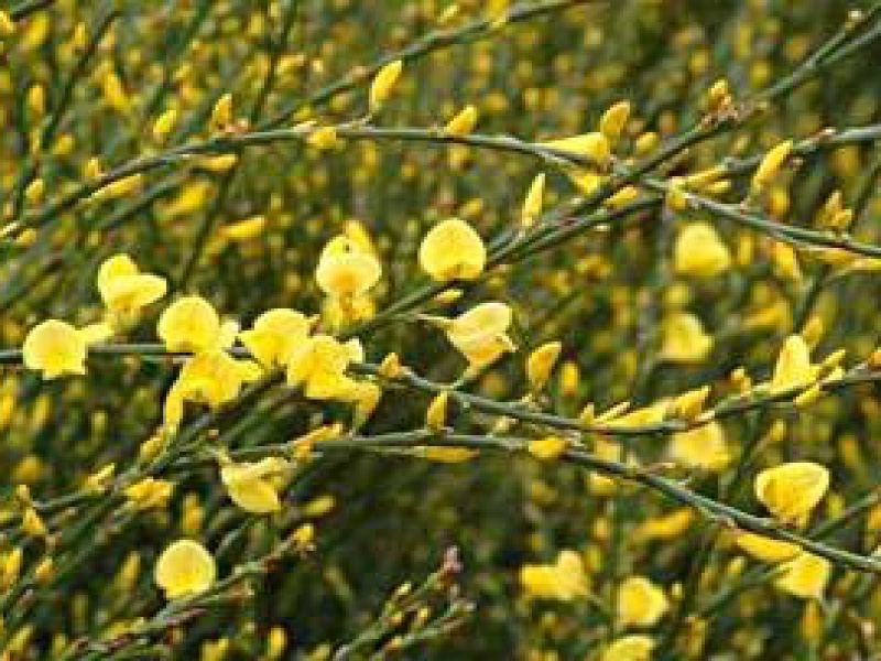 Ракитник ранний «Олголд»