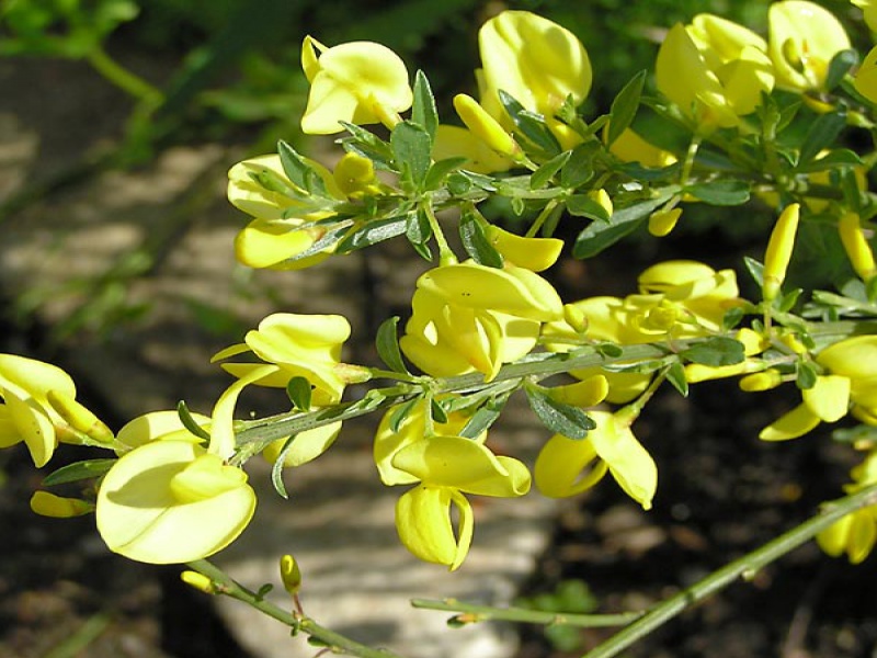 Ракитник ранний