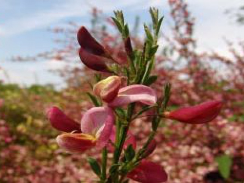 Ракитник ранний «Голландия»