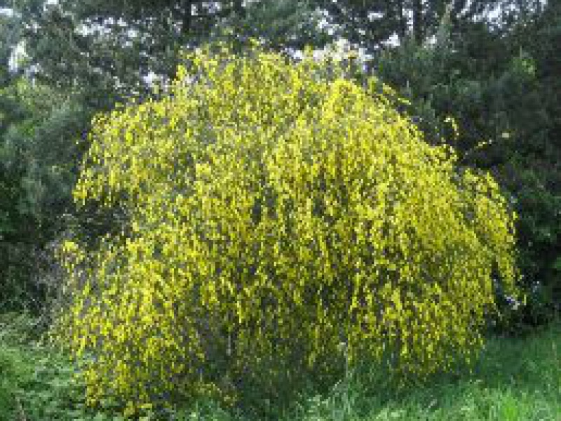 Ракитник венечный